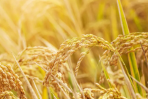 别放弃,命运不会总是伤害你